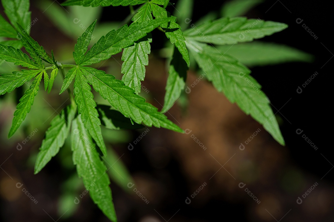 Esta é uma flor de cannabis para uso medicinal ou substâncias medicinais