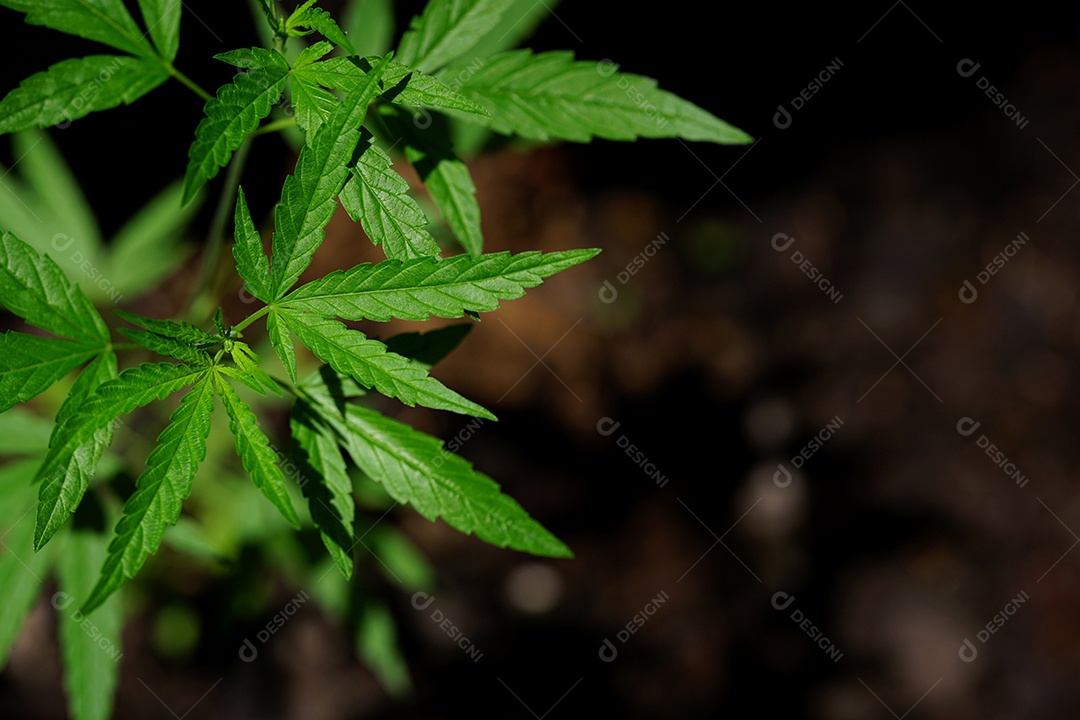 Esta é uma flor de cannabis para uso medicinal ou substâncias medicinais