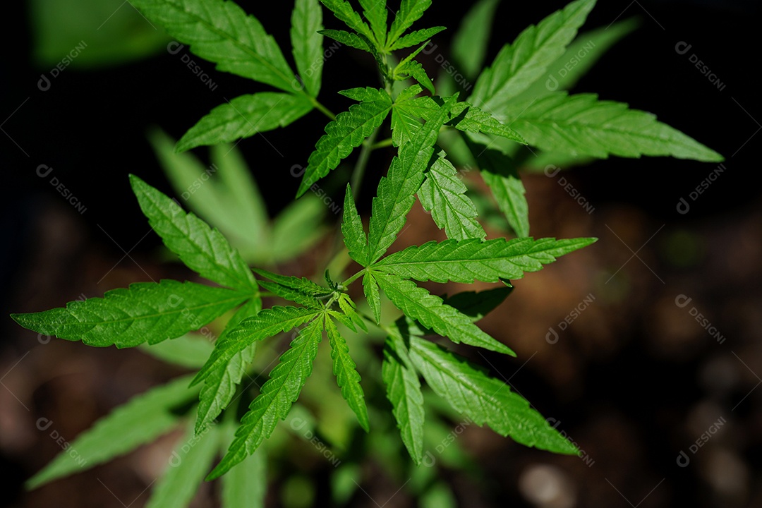 Esta é uma flor de cannabis para uso medicinal ou substâncias medicinais