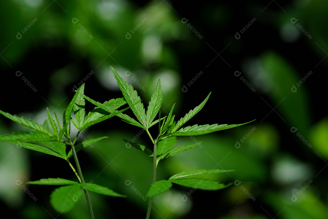 Esta é uma flor de cannabis para uso medicinal ou substâncias medicinais