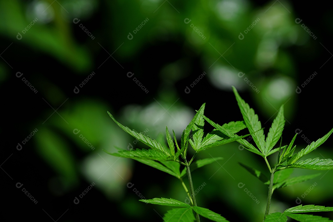 Fotos de maconha para fins medicinais ou outros