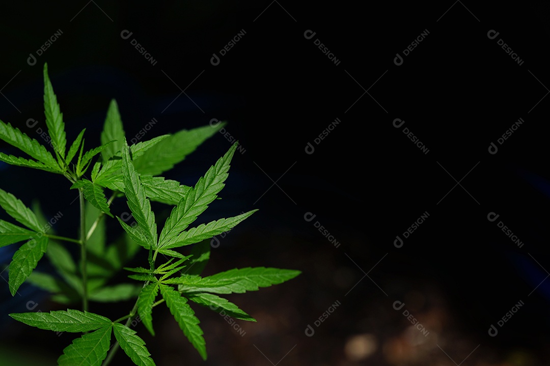 Esta é uma flor de cannabis para uso medicinal ou substâncias medicinais