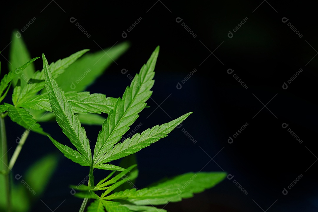 Esta é uma flor de cannabis para uso medicinal ou substâncias medicinais