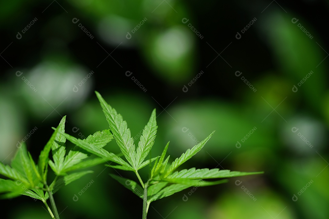 Esta é uma flor de cannabis para uso medicinal ou substâncias medicinais