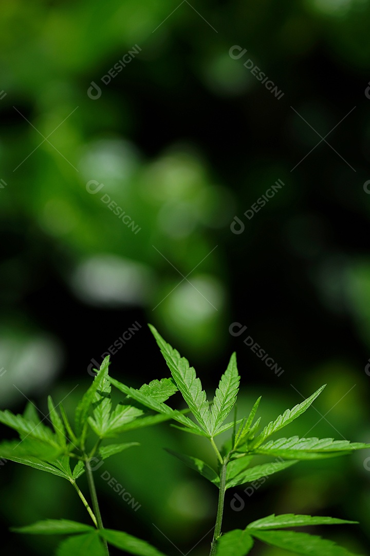 Esta é uma flor de cannabis para uso medicinal ou substâncias medicinais