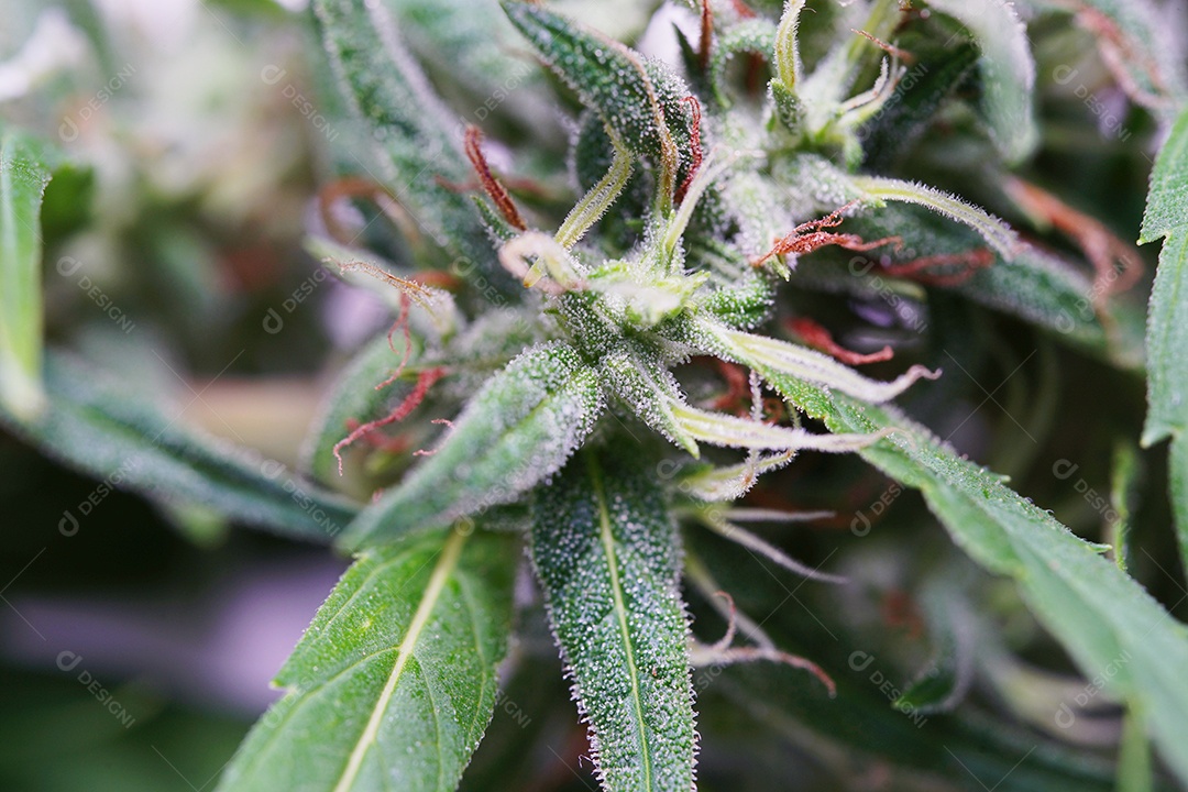 Esta é uma flor de cannabis para uso medicinal ou substâncias medicinais