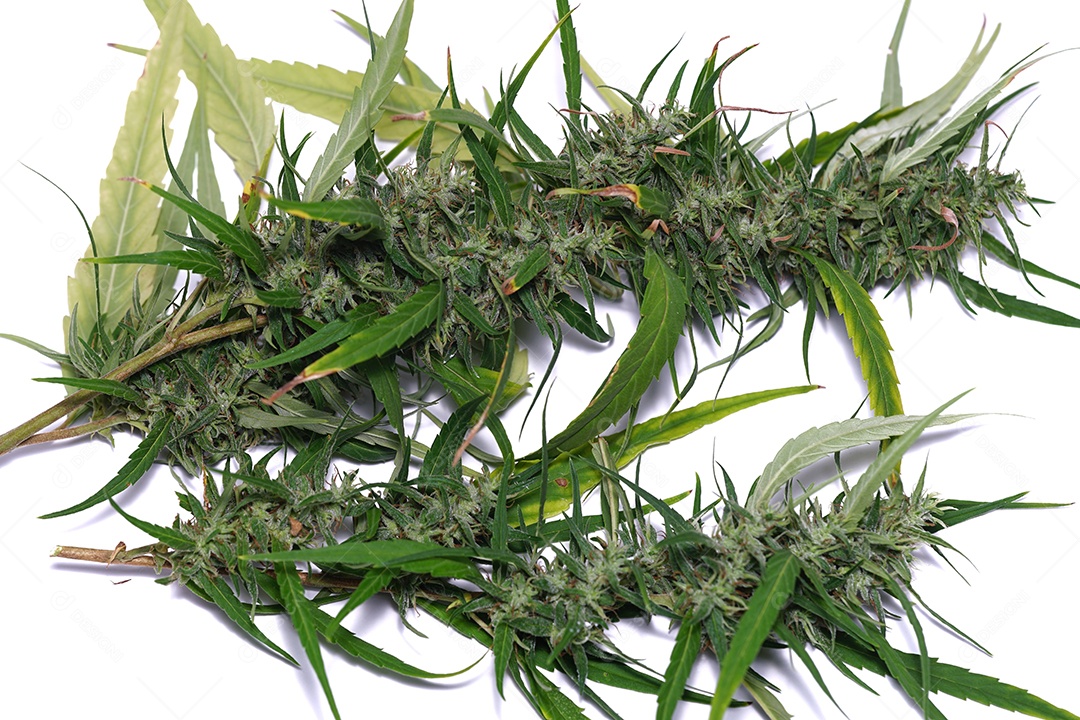 Esta é uma flor de cannabis para uso medicinal ou substâncias medicinais