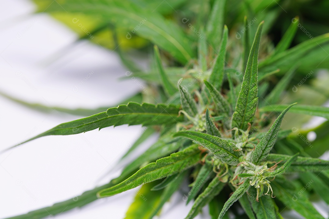 Esta é uma flor de cannabis para uso medicinal ou substâncias medicinais