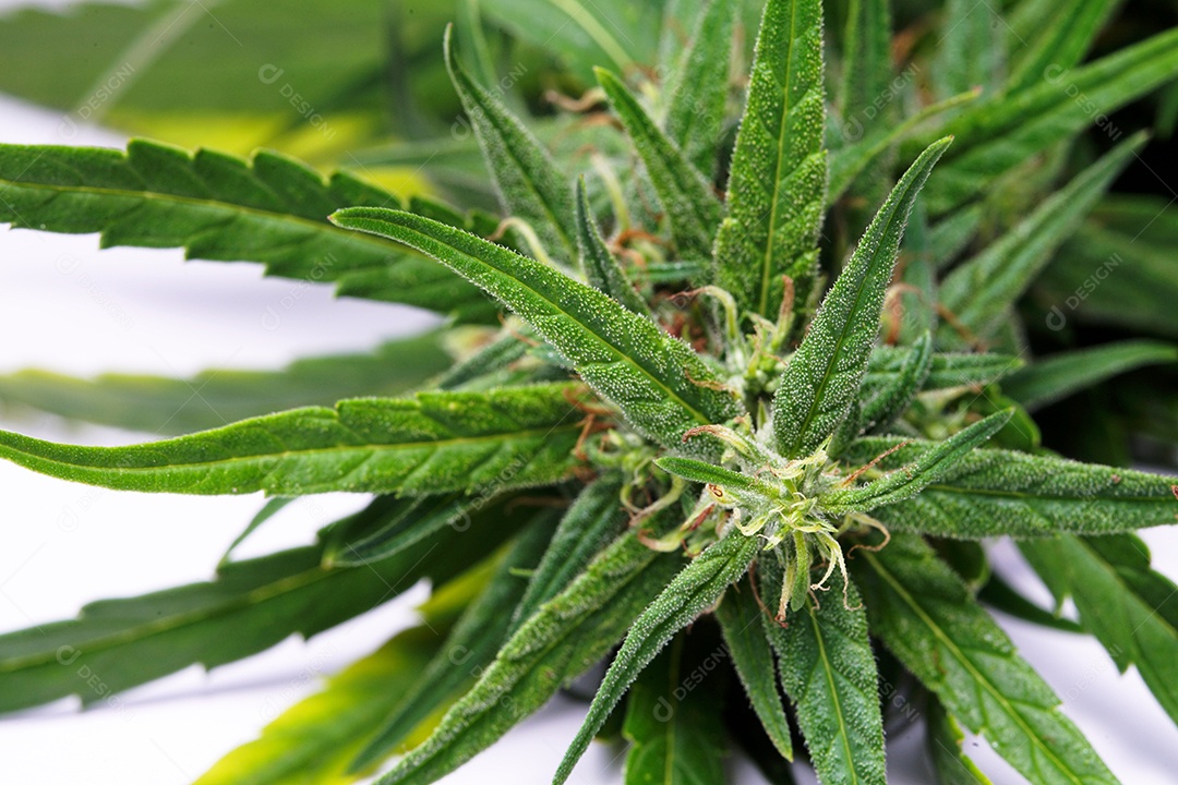 Esta é uma flor de cannabis para uso medicinal ou substâncias medicinais