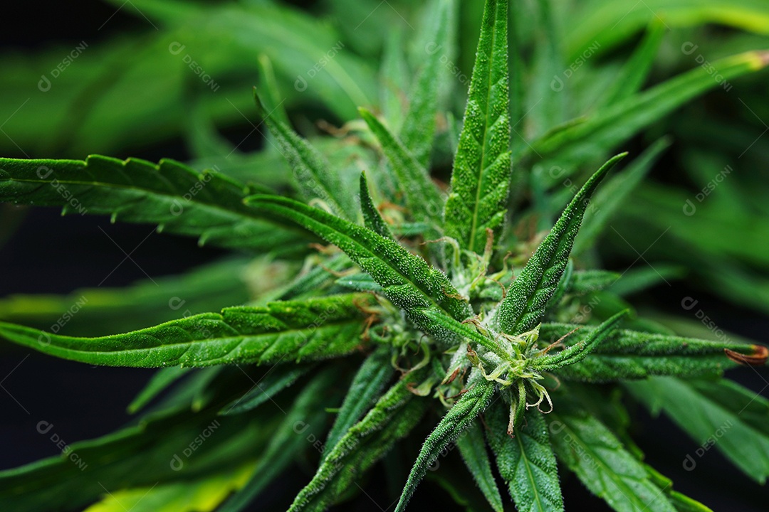 Esta é uma flor de cannabis para uso medicinal ou substâncias medicinais