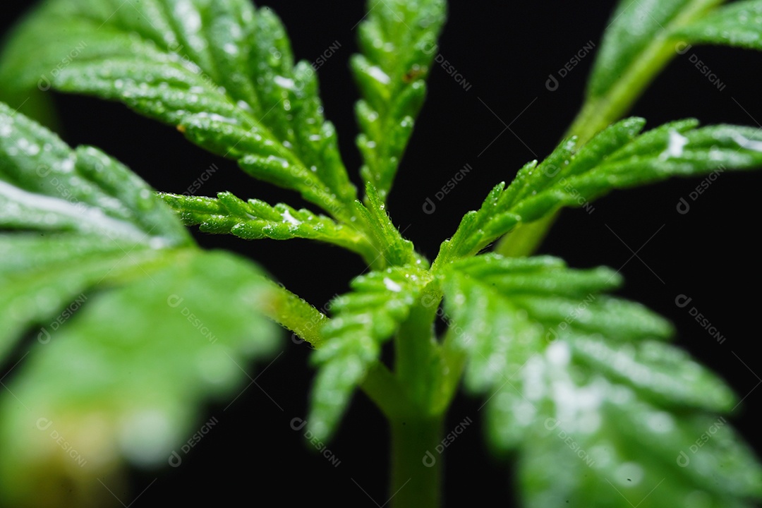 Detalhes das folhas de cannabis.