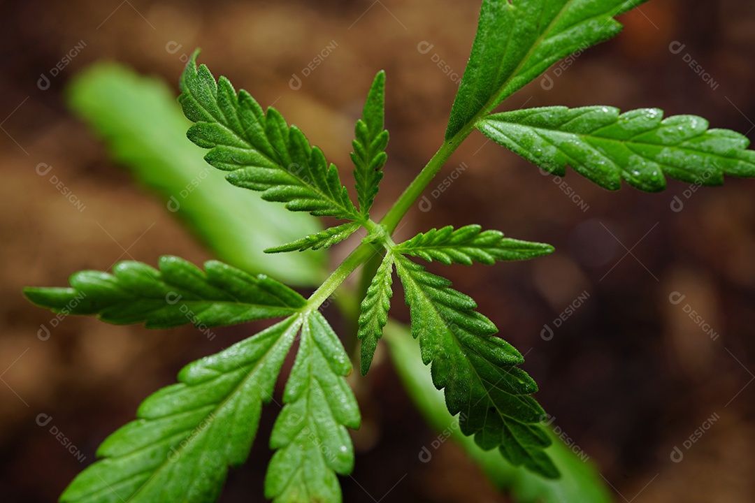 Planta maconha em fase de crescimento.