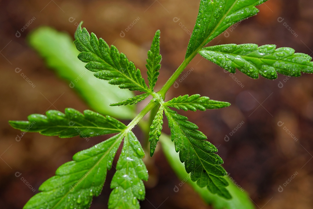 Planta nascendo no solo adubado.