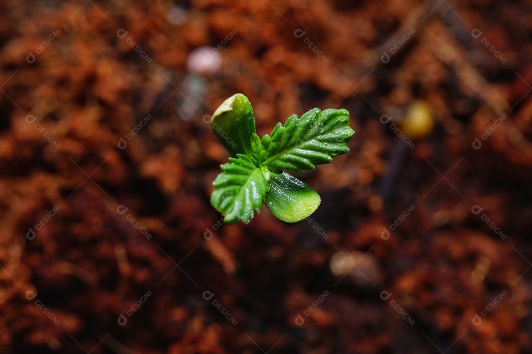 Um broto nascendo no solo de terra.
