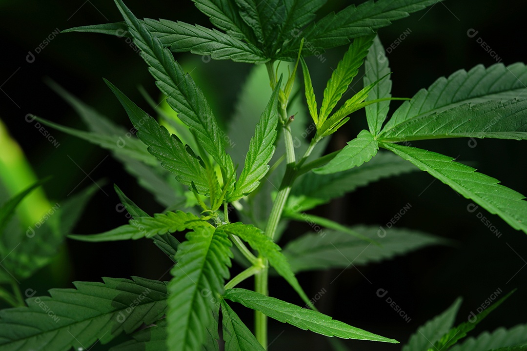 Planta de folhas verdes cannabis.
