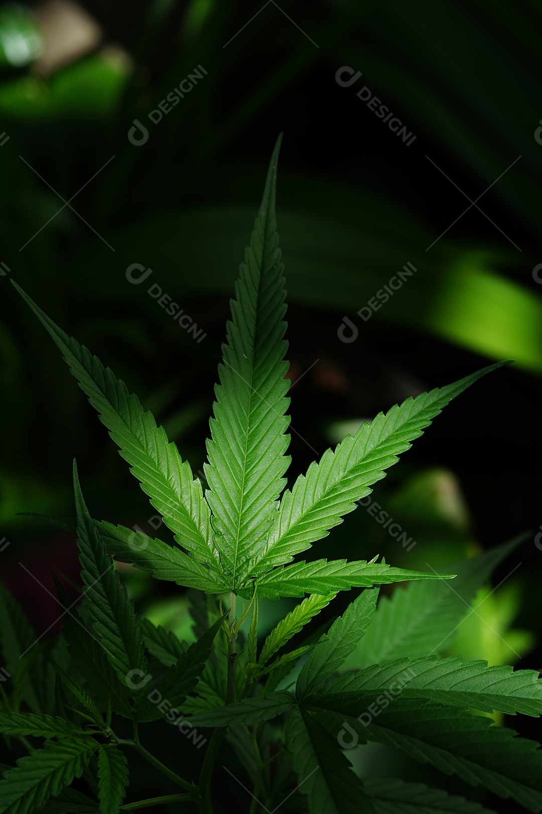 Planta de cannabis.