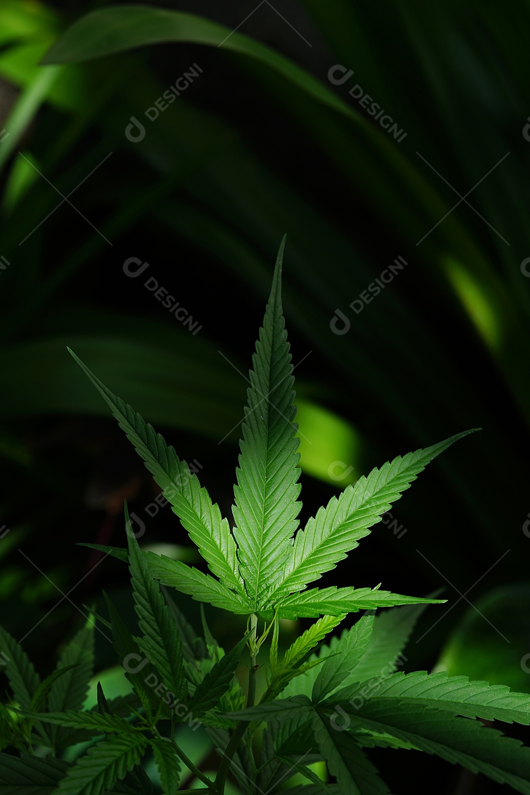 Planta de maconha.