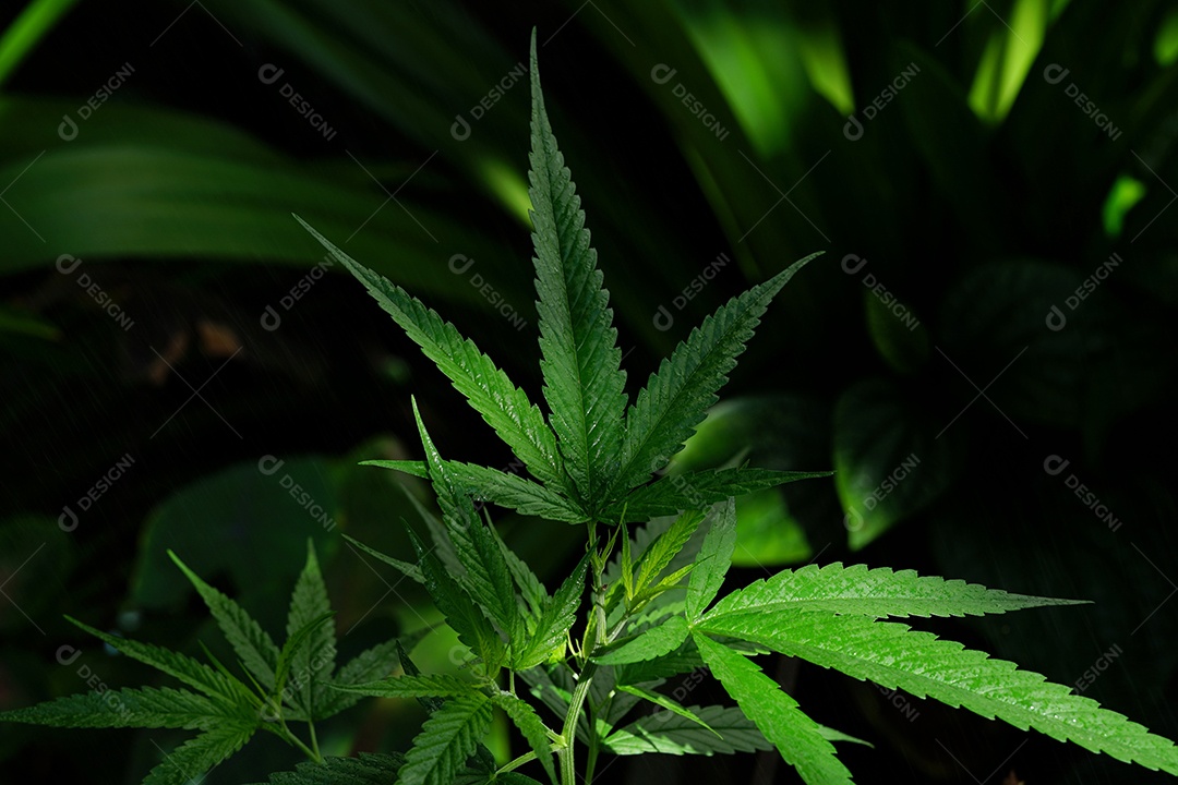 Planta de cannabis.