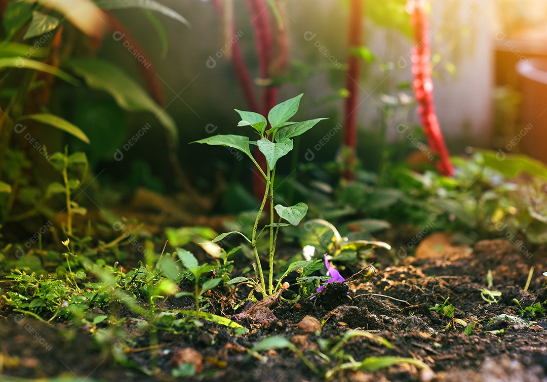 Mudas de pimenta verde que florescem na luz no início do mês