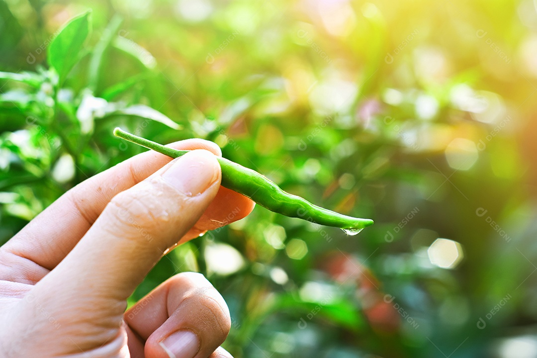 Sementes frescas de pimentão verde na mão contra um fundo desfocado