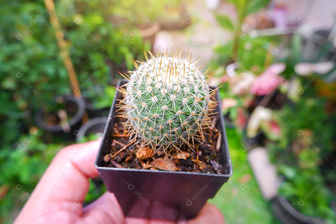 Cacto de barril dourado no pote quadrado de plástico preto na mão