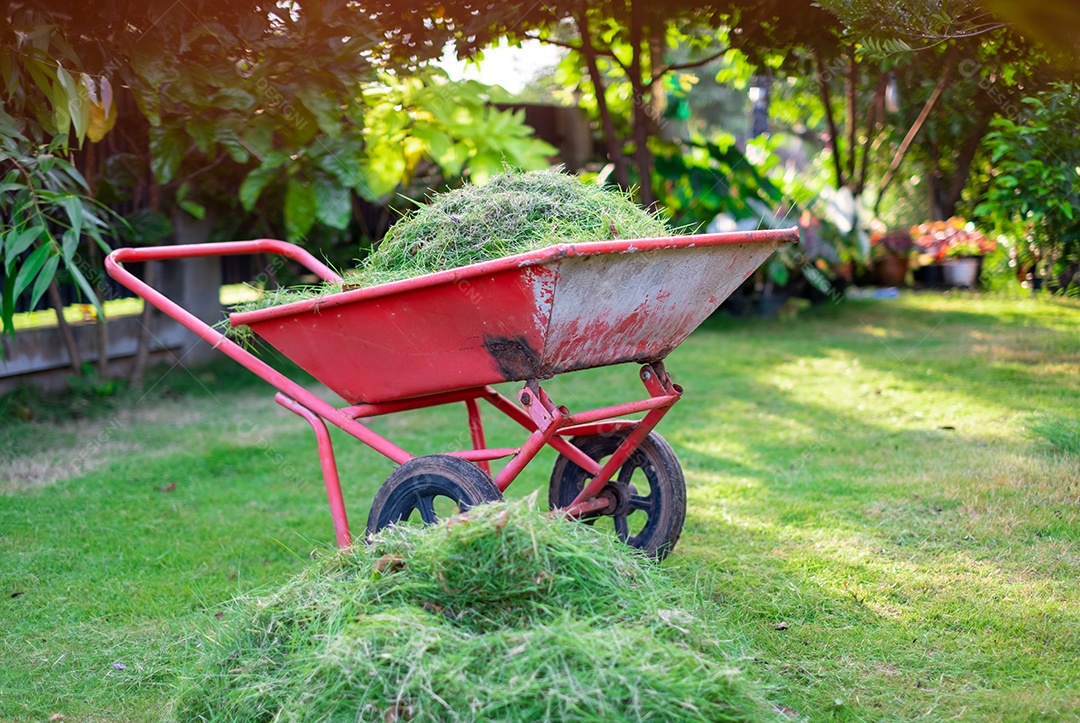Carrinho laranja está embalando grama verde cortada no jardim da frente