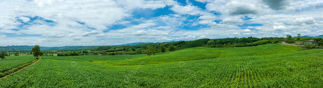 Campo de milho de Beautigul breen campo de milho no céu azul de nuvens fofas