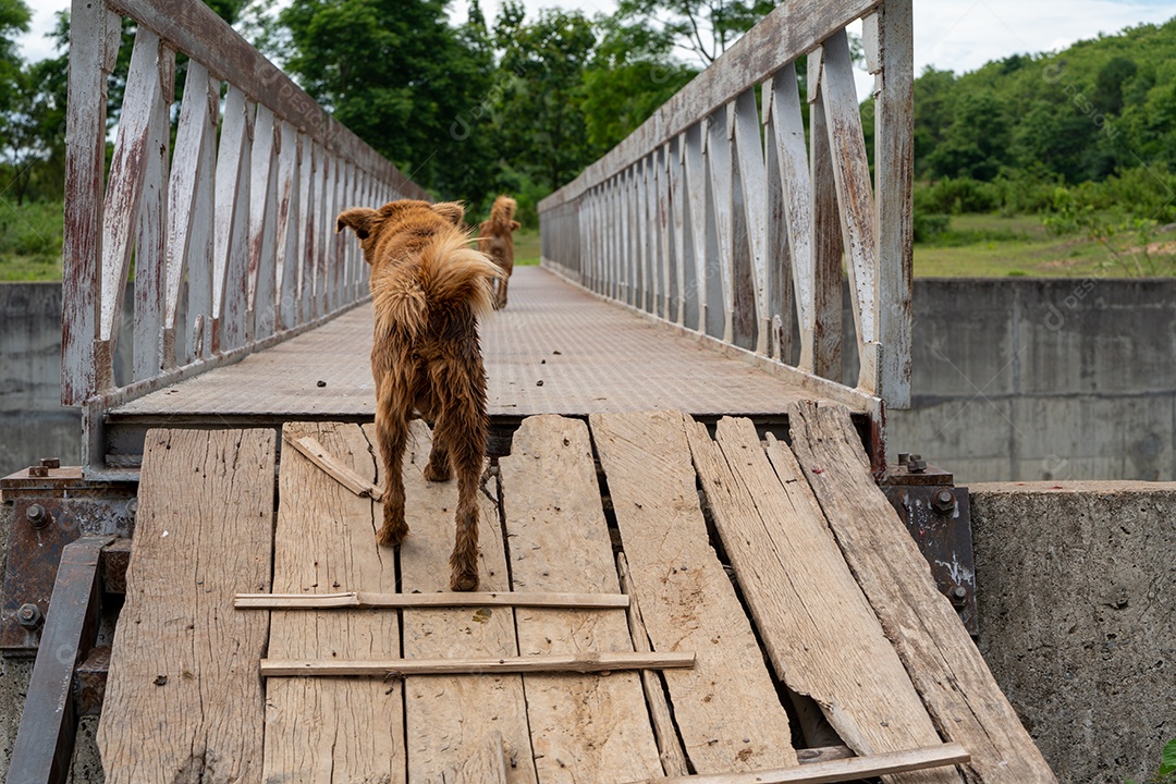 cachorrinhos na fazenda, o cachorro está pastoreando gado em um rancho
