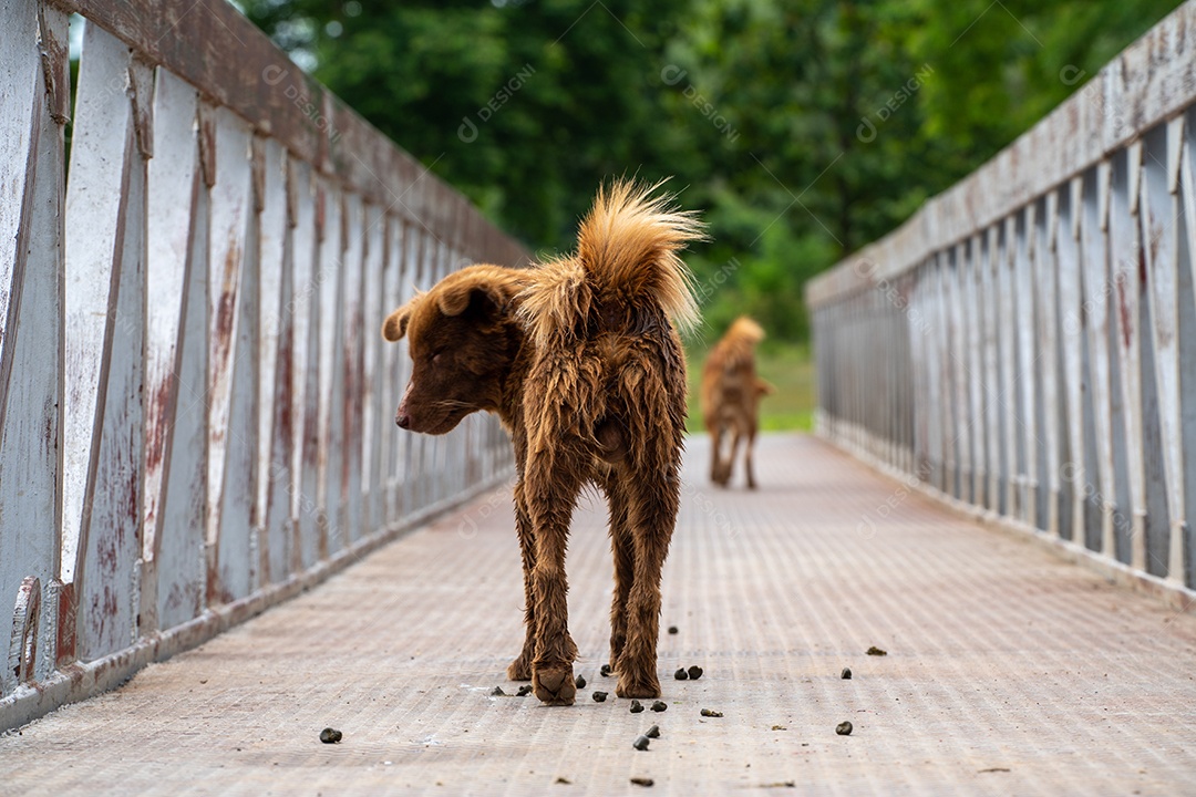 cachorrinhos na fazenda, o cachorro está pastoreando gado em um rancho