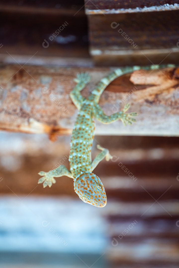 Tokay gecko de cabeça para baixo no telhado na fazenda sozinha