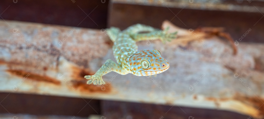 Tokay gecko de cabeça para baixo no telhado na fazenda sozinha
