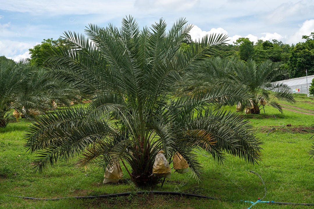 Datas em uma palmeira no fundo do céu azul