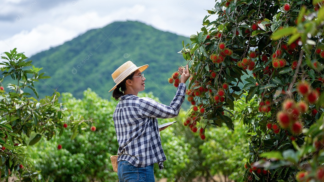 Mulher agricultora da Ásia Agricultor de frutas Rambutan Agricultor verificando a qualidade do produto