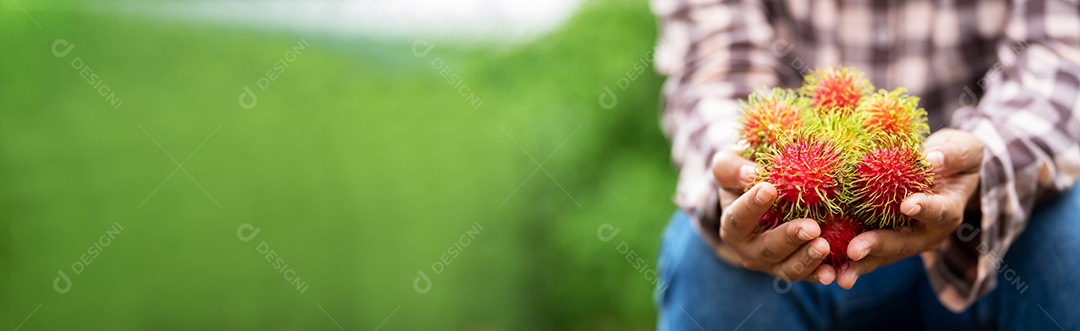 Agricultora asiática Rambutan Farmer, agricultora segurando pilha