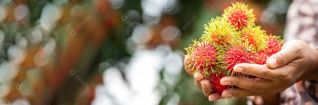 Agricultora asiática Rambutan Farmer, agricultora segurando pilha