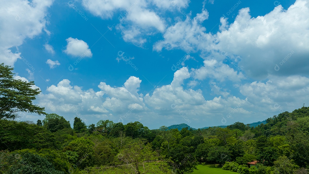 Vista aérea do belo campo verde natural da floresta