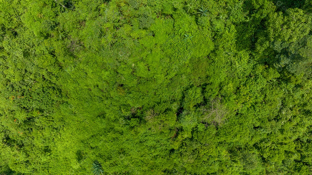 Vista aérea do belo campo verde natural da floresta