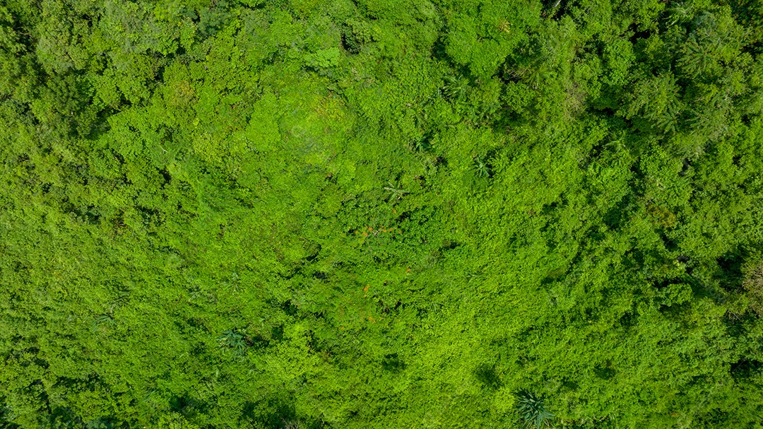 Vista aérea do belo campo verde natural da floresta