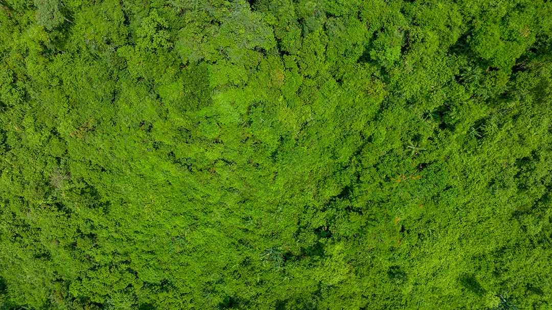 Vista aérea do belo campo verde natural da floresta