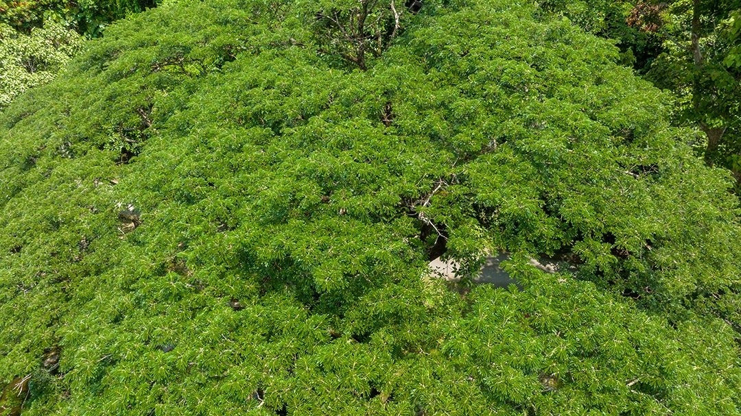 Vista aérea do belo campo verde natural da floresta