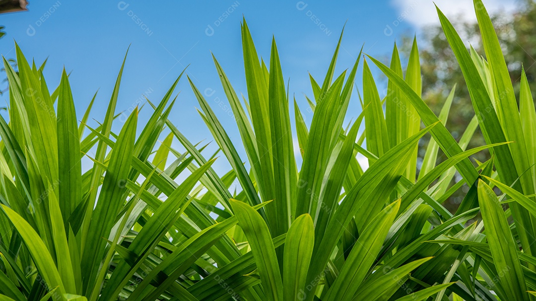 Folha de pandan verde crescendo no jardim no fundo do céu azul.