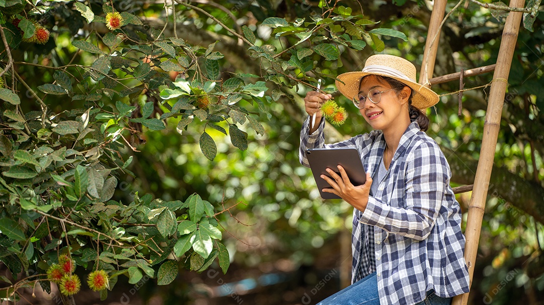 Mulher agricultora da Ásia agricultor de frutas. Agricultor verificando a qualidade do produto.