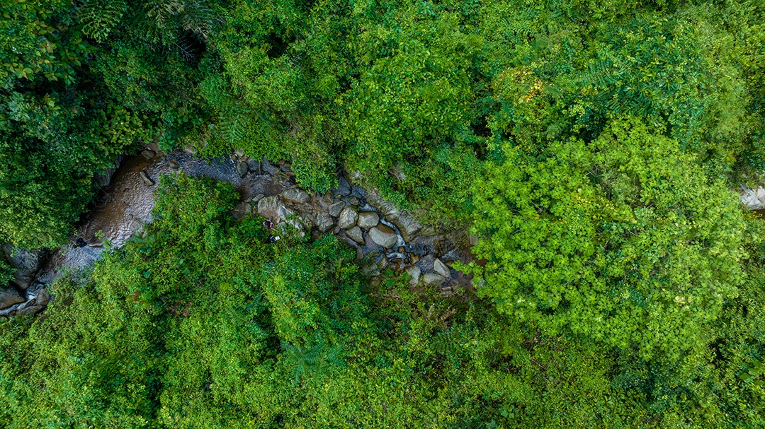 Belas folhas naturais de árvore e folha e floresta verde de fluxo.
