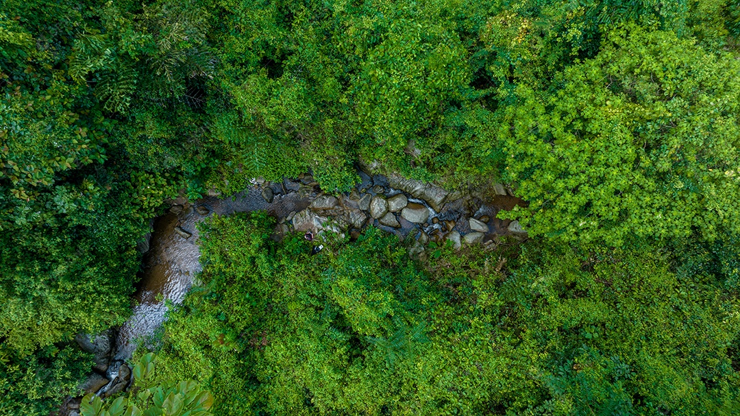 Belas folhas naturais de árvore e folha e floresta verde de fluxo.