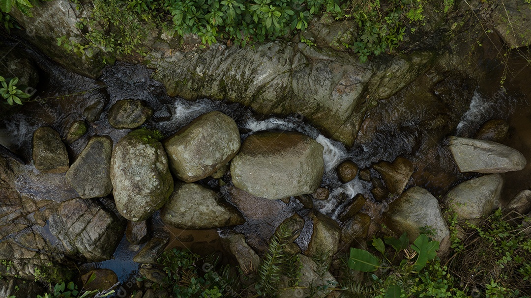 Belas folhas naturais de árvore e folha e floresta verde de fluxo.