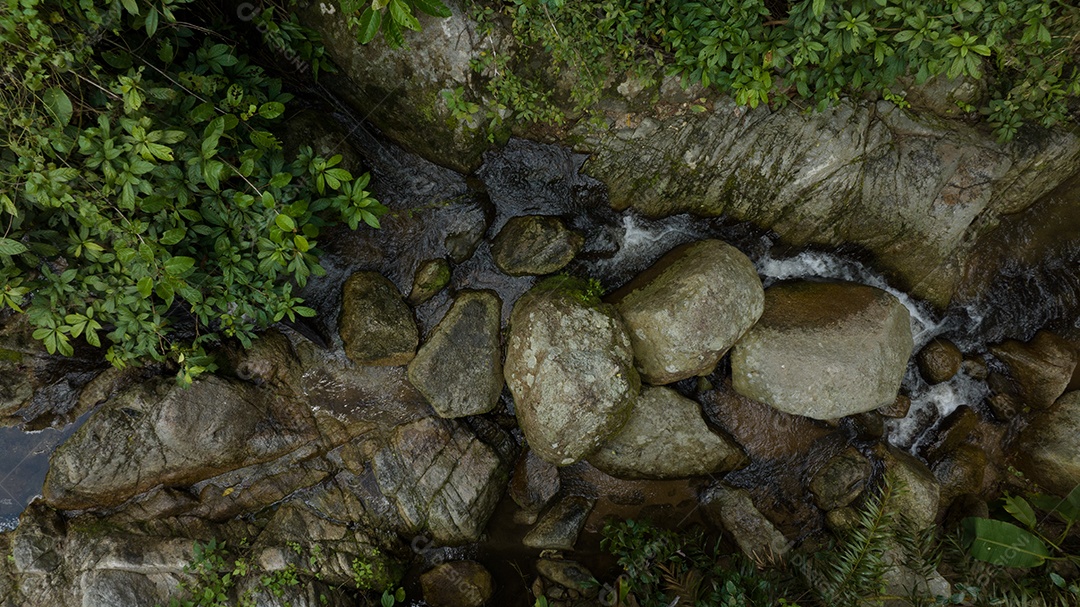 Belas folhas naturais de árvore e folha e floresta verde de fluxo.