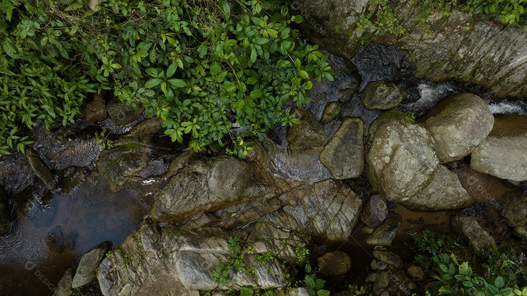 Belas folhas naturais de árvore e folha e floresta verde de fluxo.