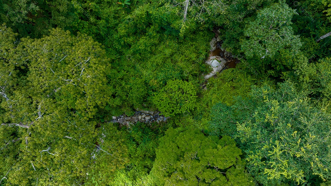 Belas folhas naturais de árvore e folha e floresta verde de fluxo.