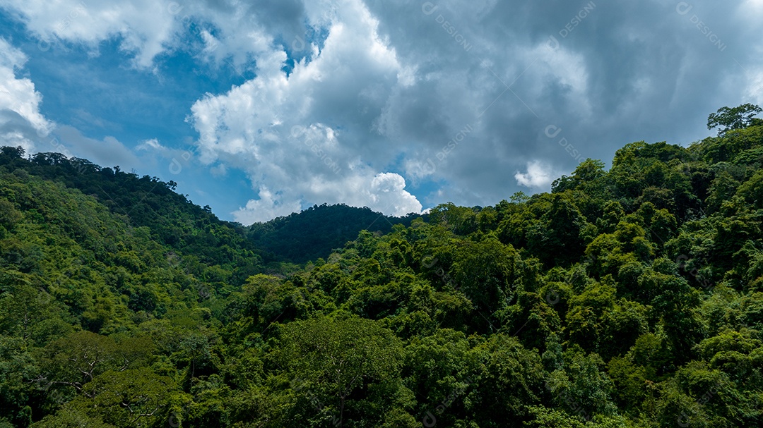 Belas folhas naturais de árvore e folha e floresta verde de fluxo.