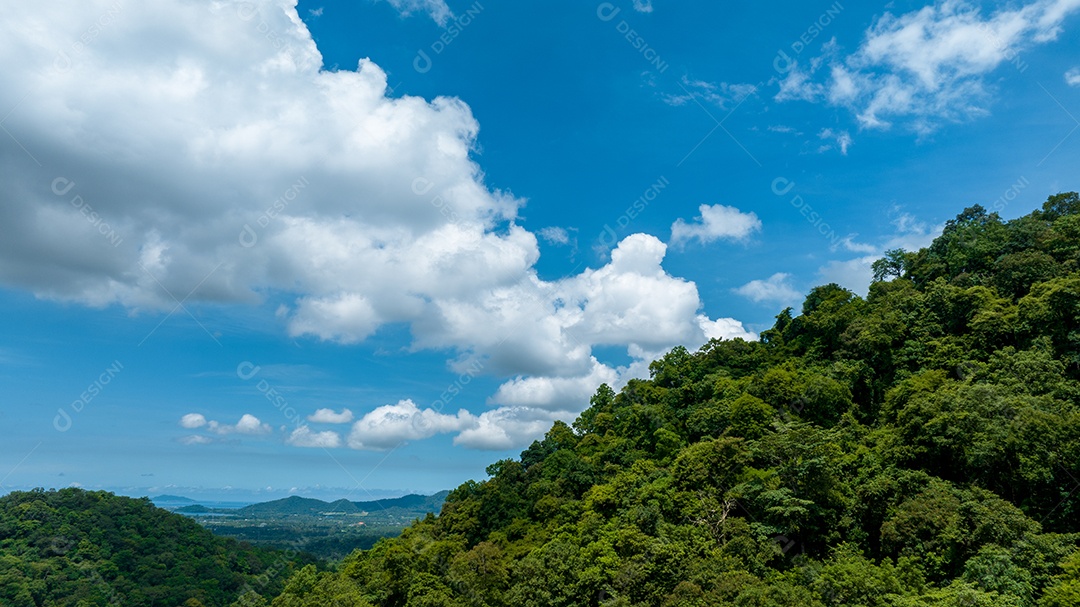 Belas folhas naturais de árvore e folha e floresta verde de fluxo.